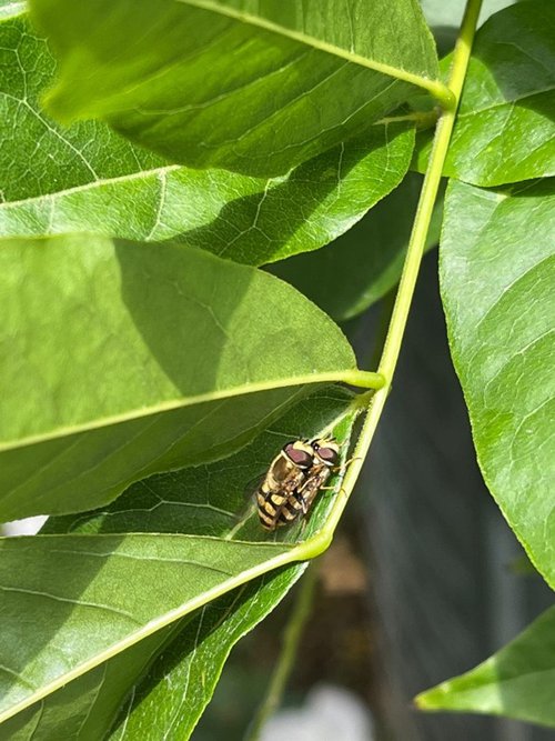 Dittero della famiglia dei Sirfidae specie Eupeodes corollae, in accoppiamento