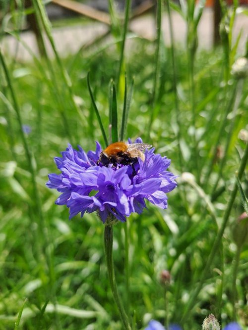 Ape selvatica, Imenottero della famiglia Apidae della specie Xylocopa violacea su papavero ornamentale