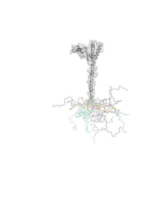 Modello strutturale della proteina GrpE di Mycobacterium tuberculosis. La parte in grigio rappresenta la regione che assume una struttura fissa, le possibili conformazioni assunte dalla IDR sono rappresentate con diversi colori